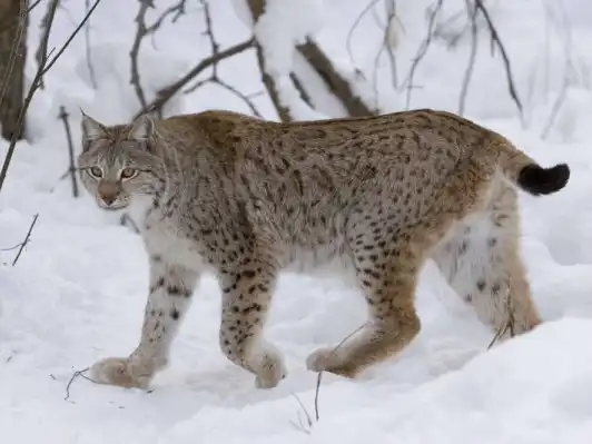 Lynx Boréas